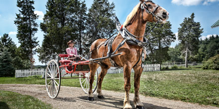 a large horse carrying a child in a carriage