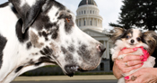 Tallest and shortest dogs meet (former record holders)