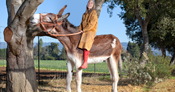 Tallest donkey with woman on top 