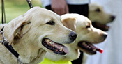 Dogs being trained