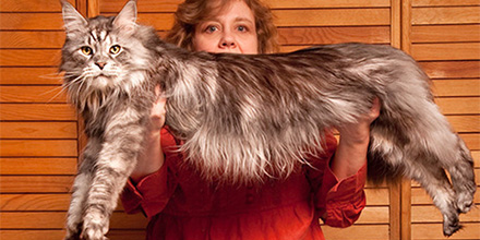 woman holding a large cat