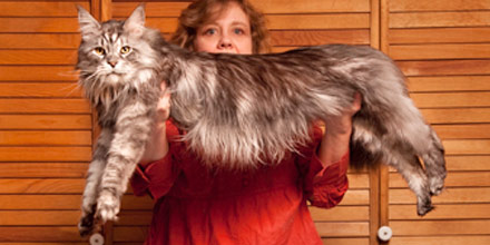 Former longest cat being held by owner