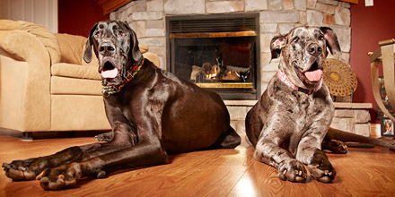 tallest female and tallest male dog