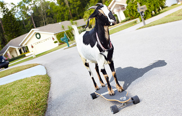 Greatest distance skateboarding by a goat in 30 seconds | Guinness