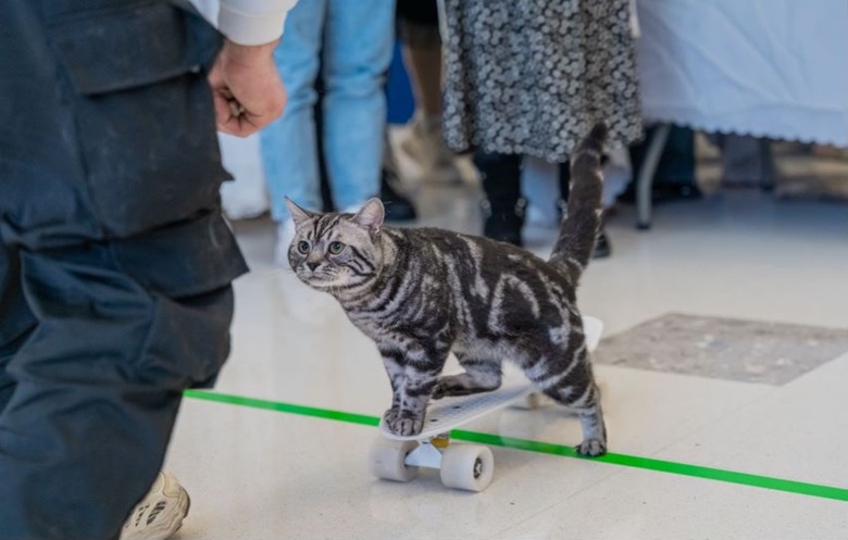 10メートル、12.85秒。スケボー猫の記録。の引用元掲載画像