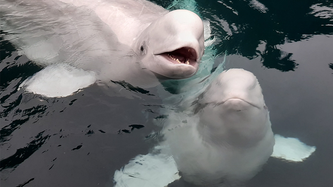 First beluga whale sanctuary | Guinness World Records
