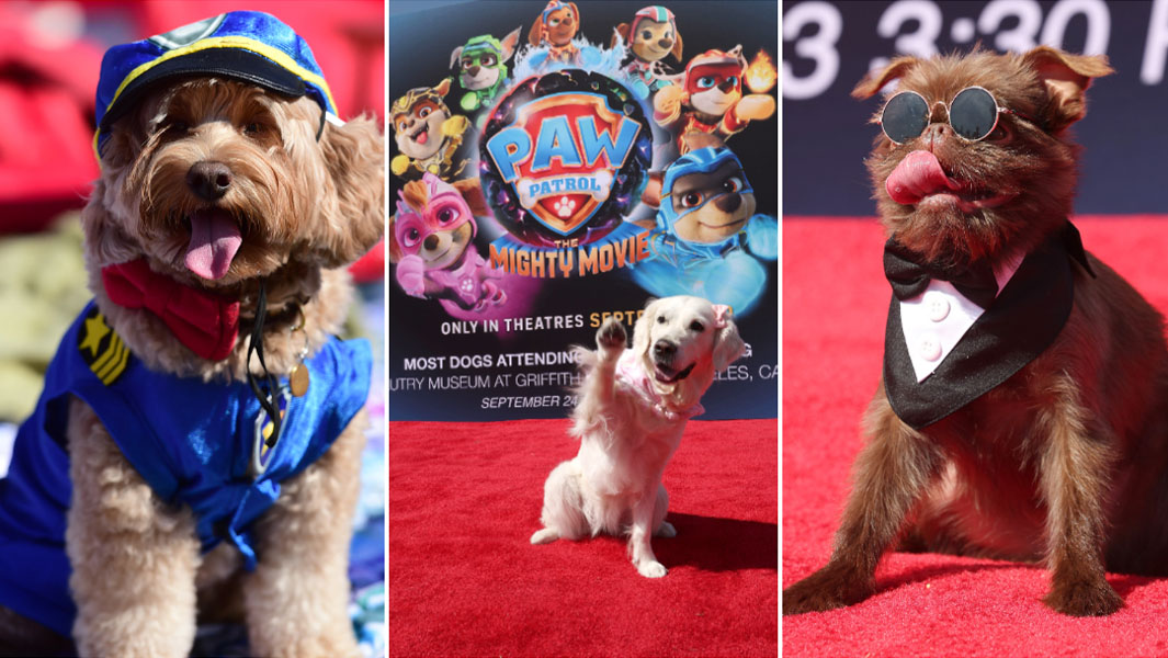 Most dogs attending a film screening Guinness World Records