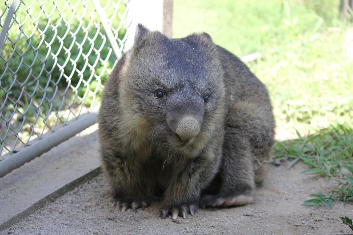 Oldest living wombat in captivity Guinness World Records