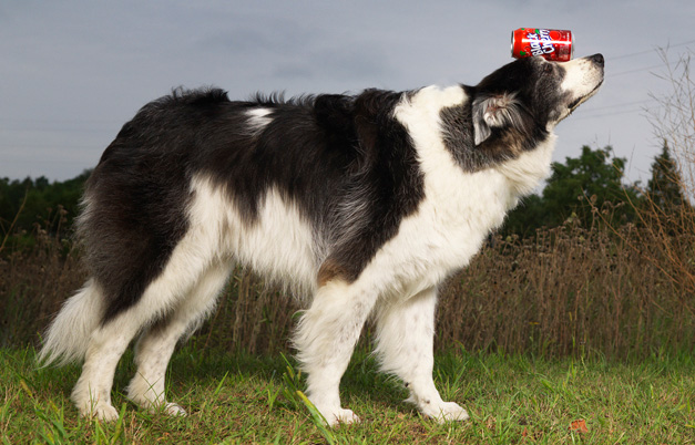 Fastest 100 m by a dog with a can balanced on the head | Guinness World ...