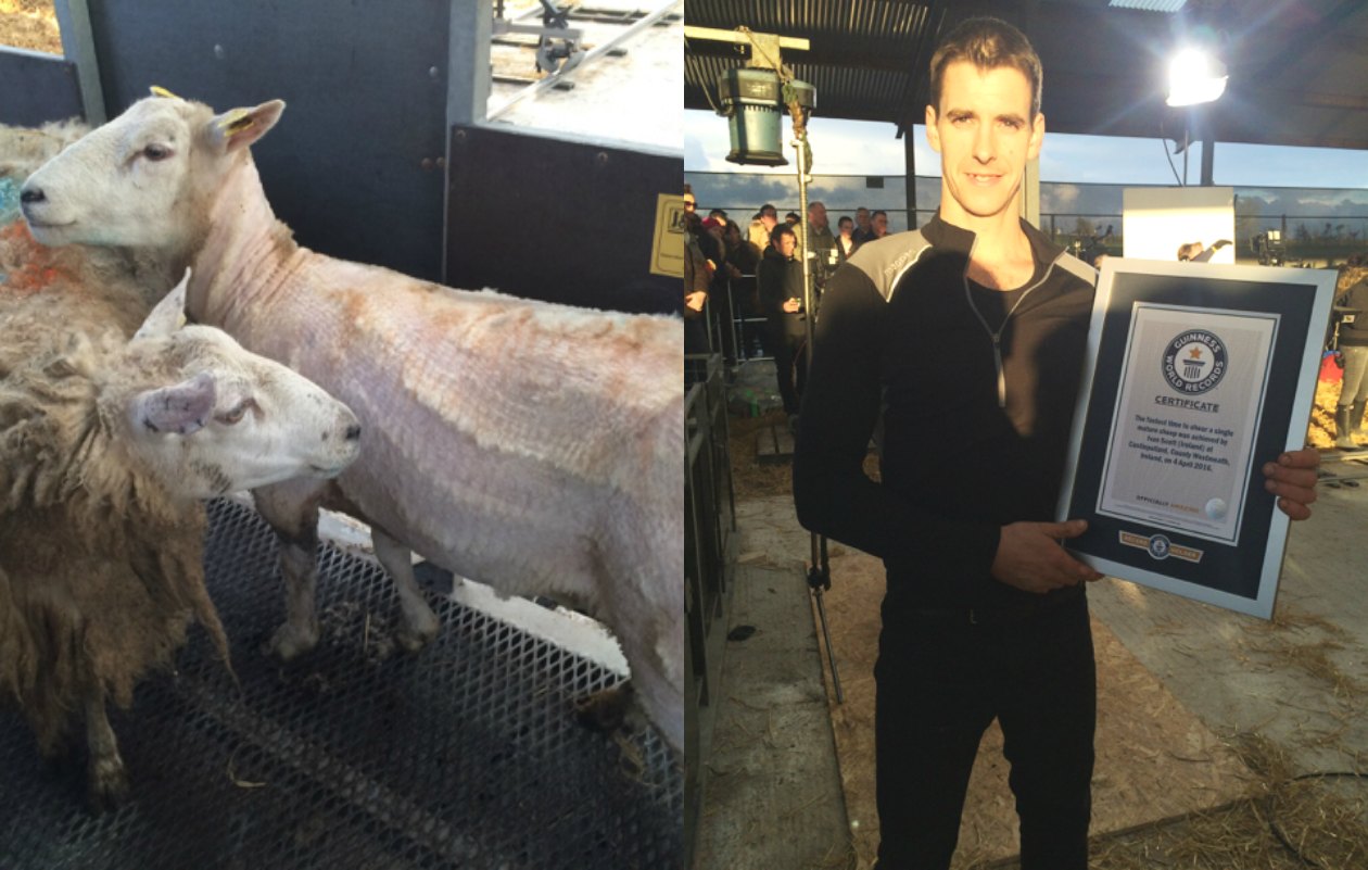 Fastest time to shear one sheep Guinness World Records