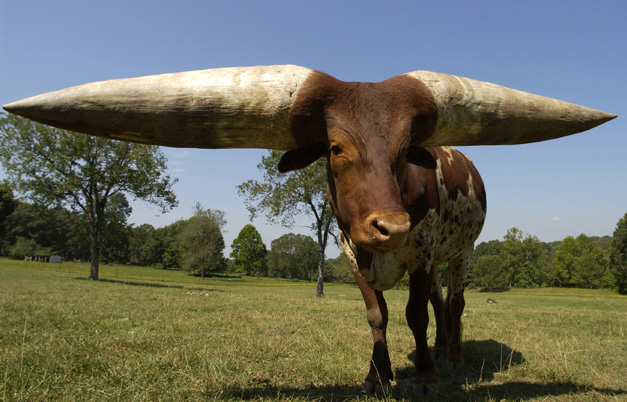 Largest horn circumference on a steer ever