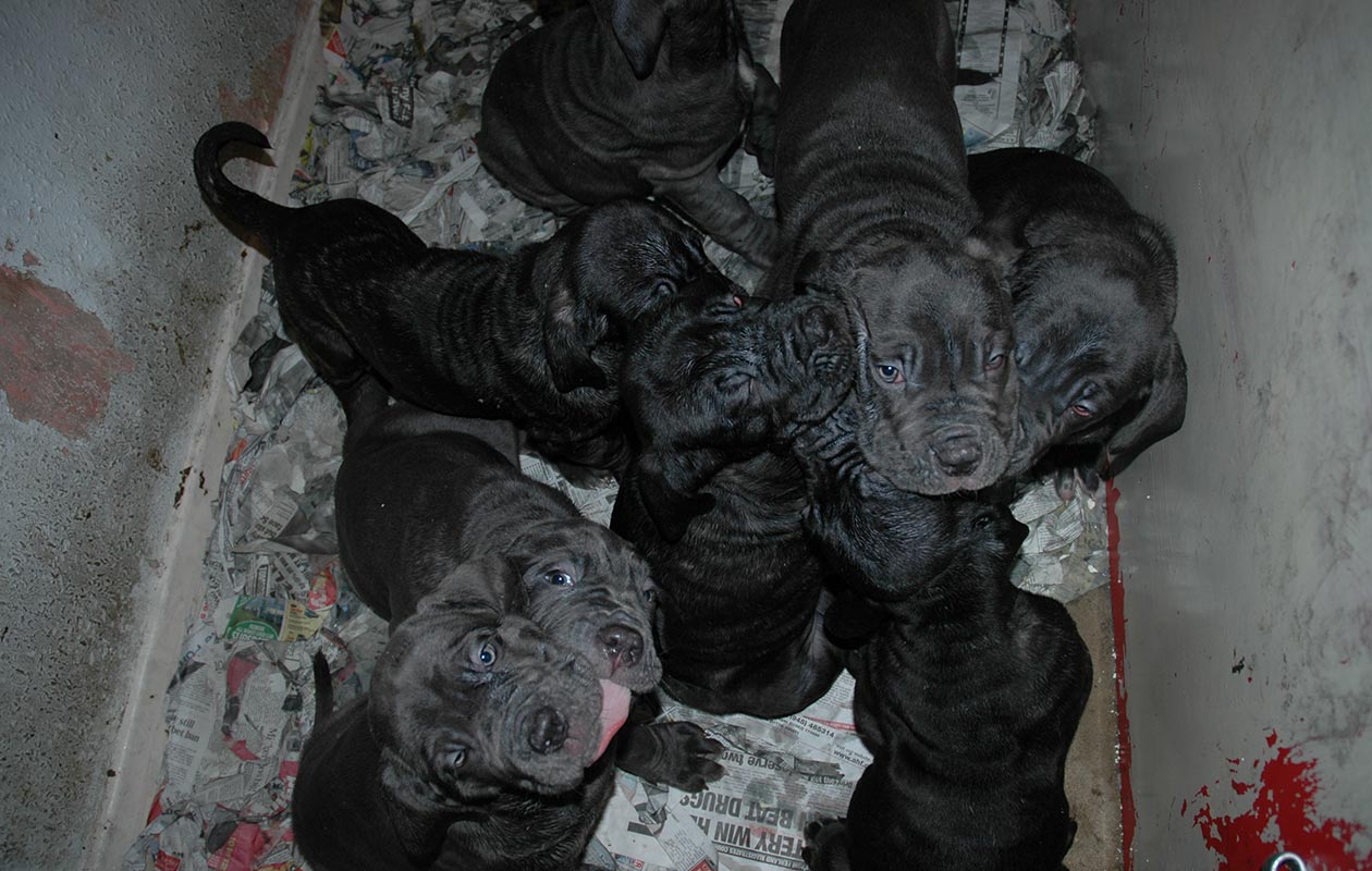 Largest litter of dogs Guinness World Records