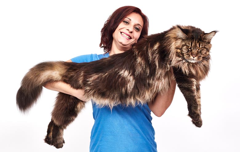 Longest domestic cat living