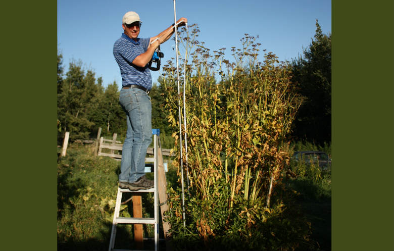 Tallest parsley plant | Guinness World Records